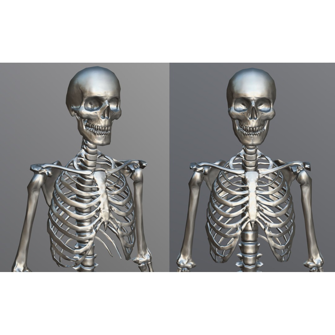 Lowpoly Human Skeleton 3D Model – Rigged Low-Poly Game Asset, FBX & Blender - View 6