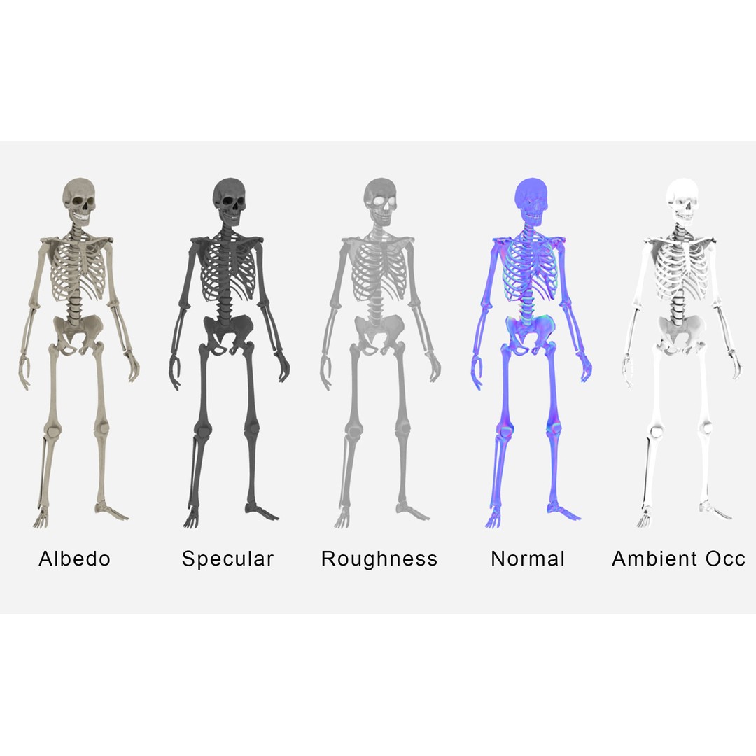 Lowpoly Human Skeleton 3D Model – Rigged Low-Poly Game Asset, FBX & Blender - View 7