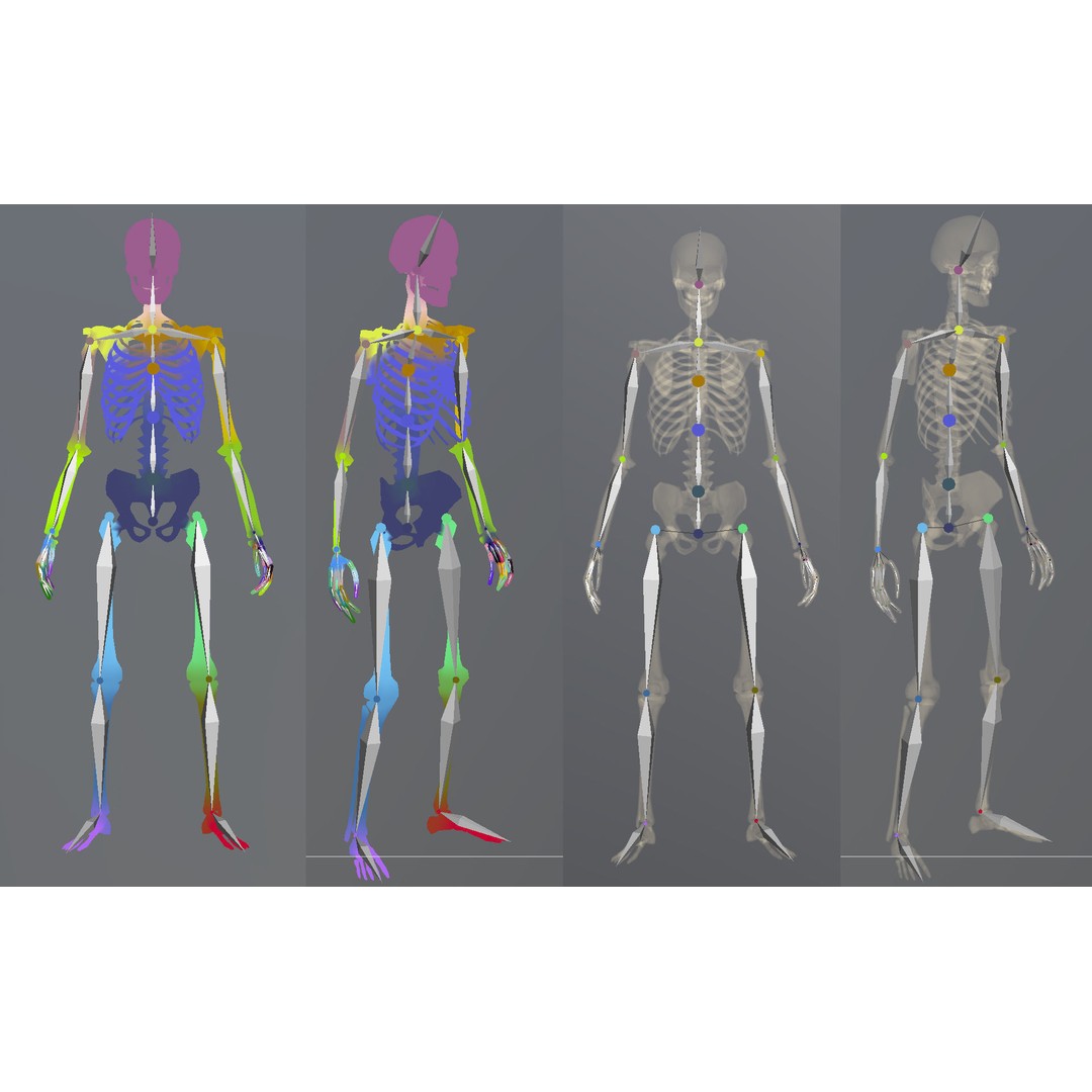 Lowpoly Human Skeleton 3D Model – Rigged Low-Poly Game Asset, FBX & Blender - View 8