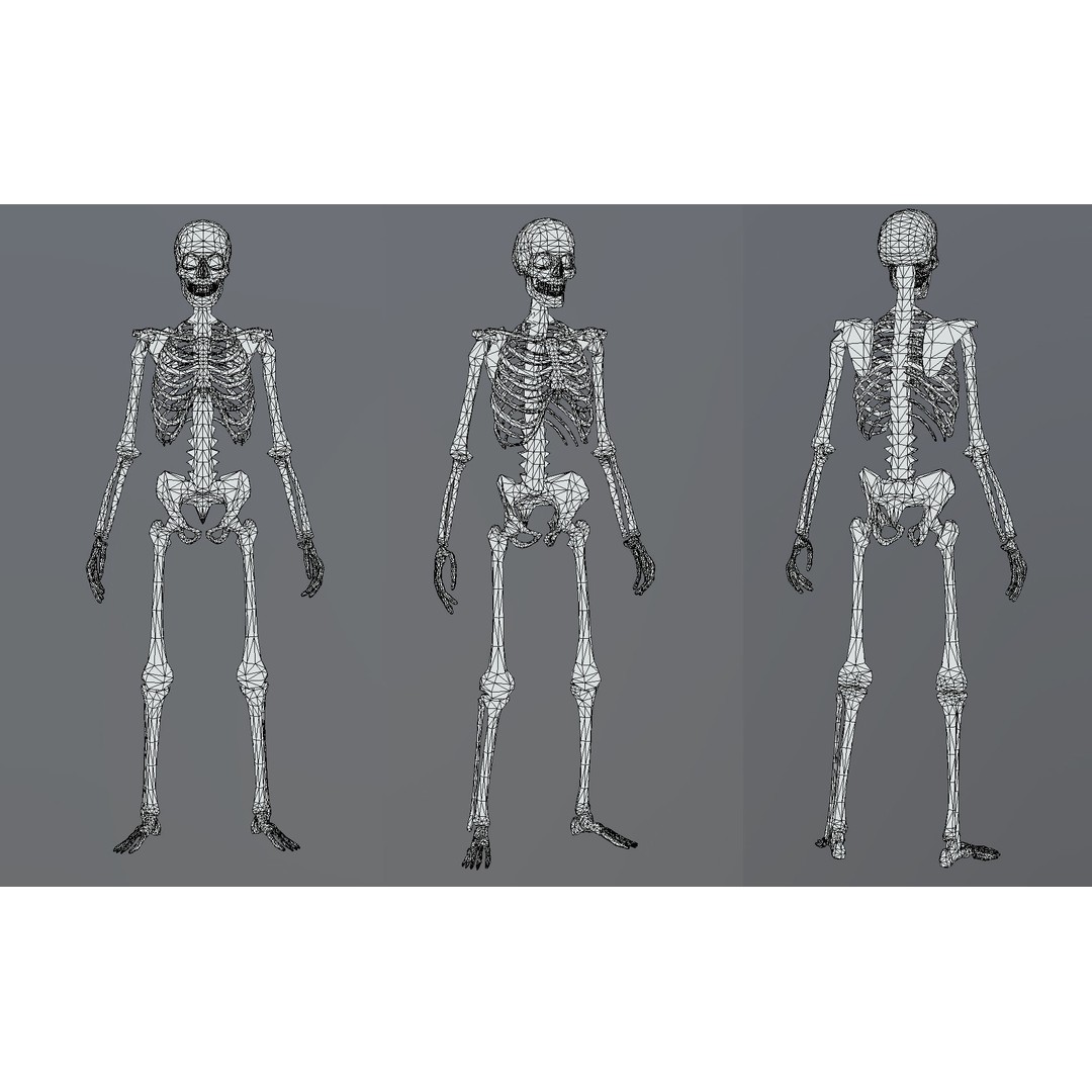 Lowpoly Human Skeleton 3D Model – Rigged Low-Poly Game Asset, FBX & Blender - View 9