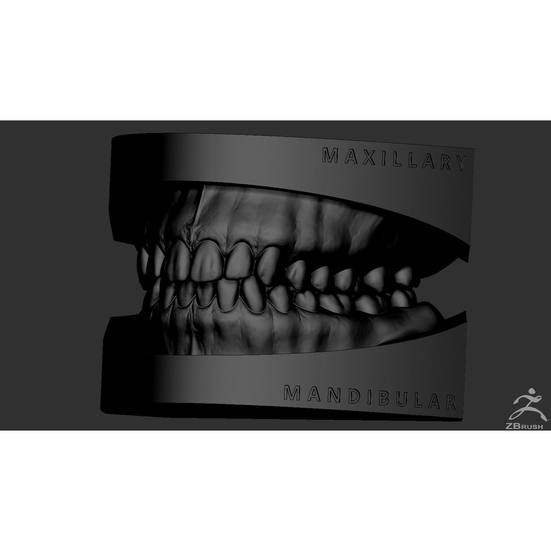 High Poly Mouth 3D Model – Realistic Anatomy Asset, OBJ + STL - View 32