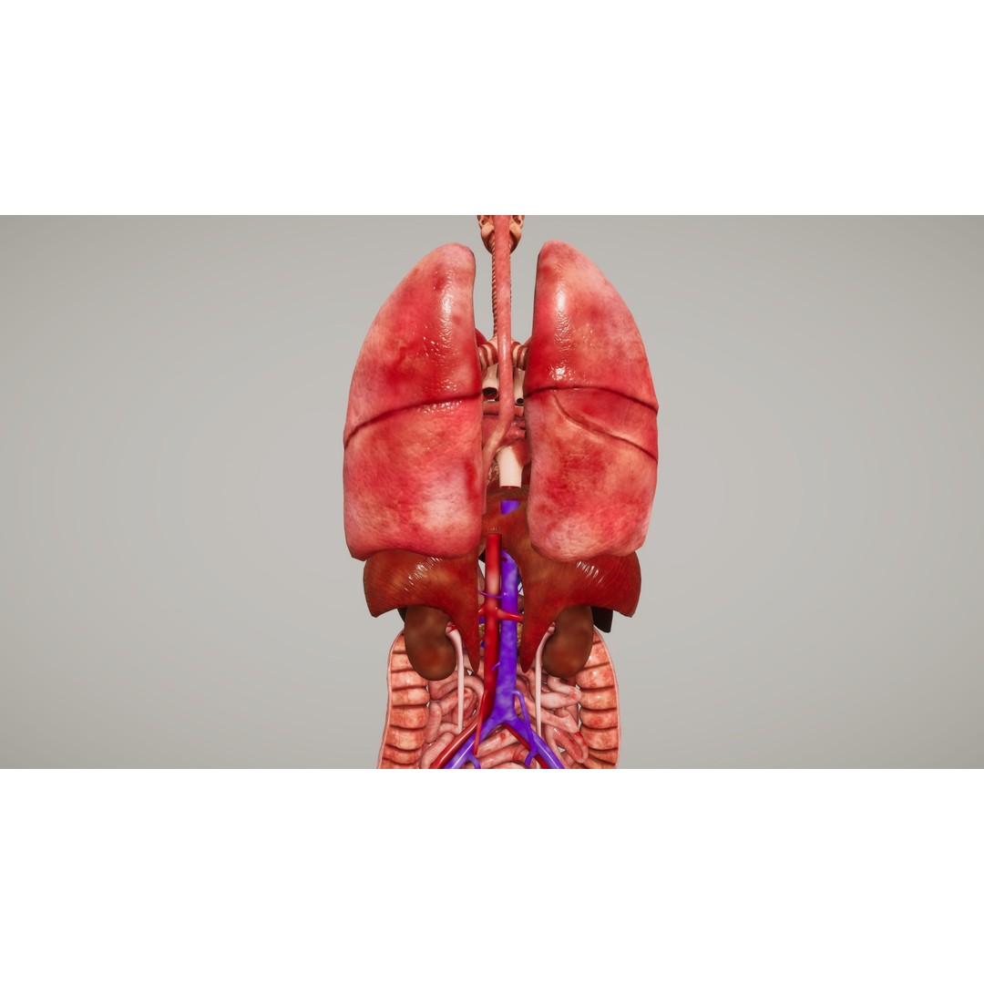 Human Organ System 3D Model – Low Poly Educational Asset, FBX - View 10
