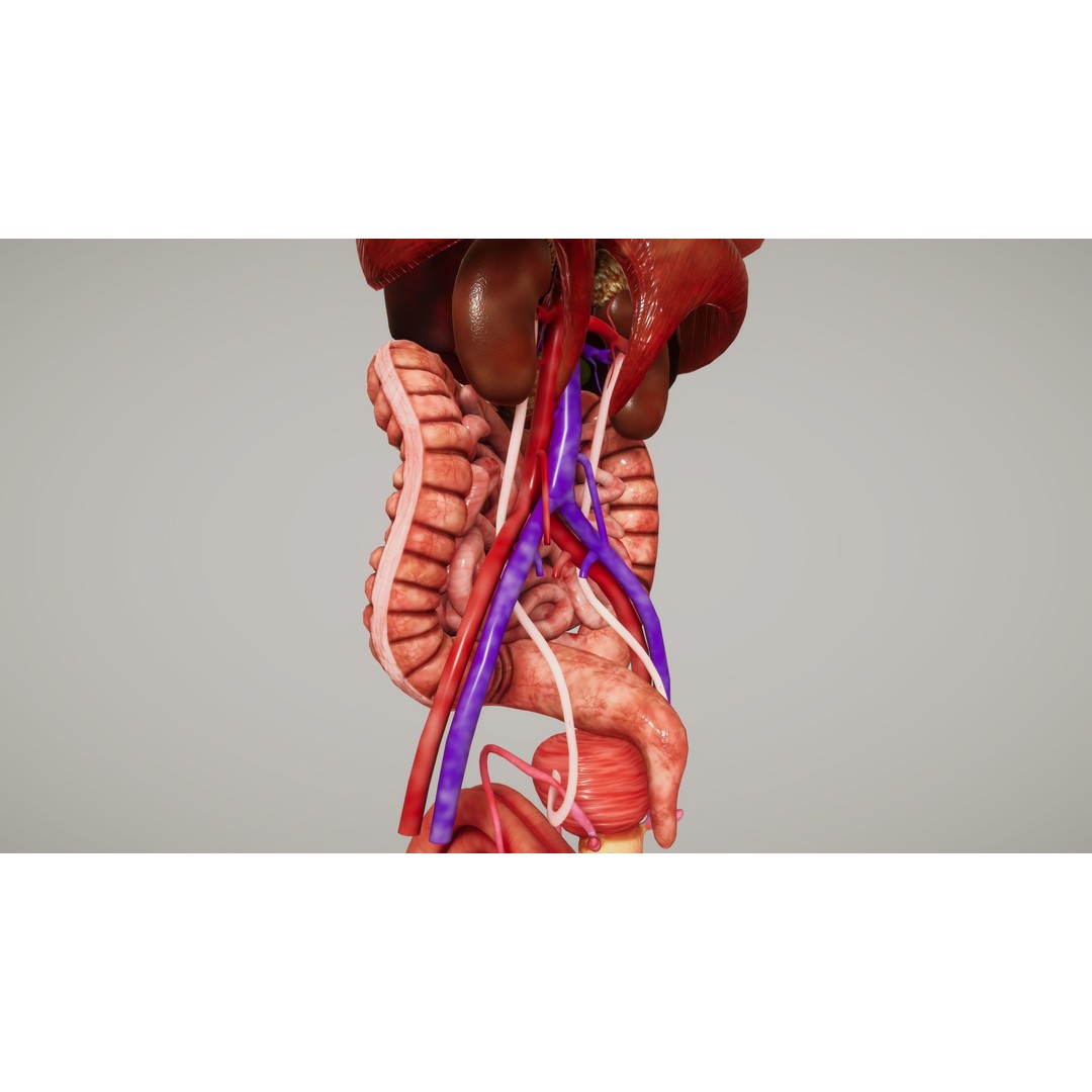Human Organ System 3D Model – Low Poly Educational Asset, FBX - View 11