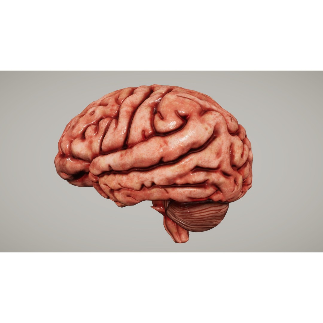 Human Organ System 3D Model – Low Poly Educational Asset, FBX - View 12