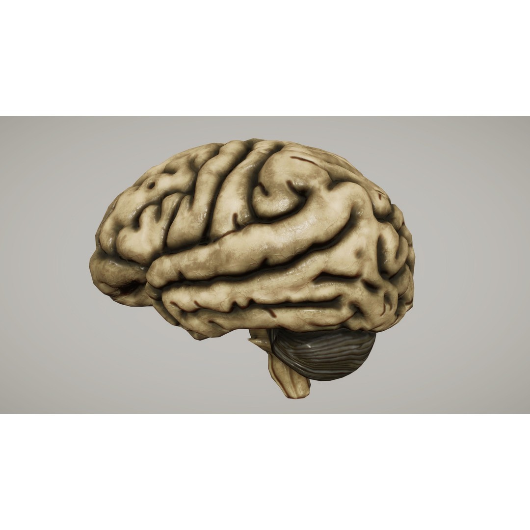 Human Organ System 3D Model – Low Poly Educational Asset, FBX - View 13