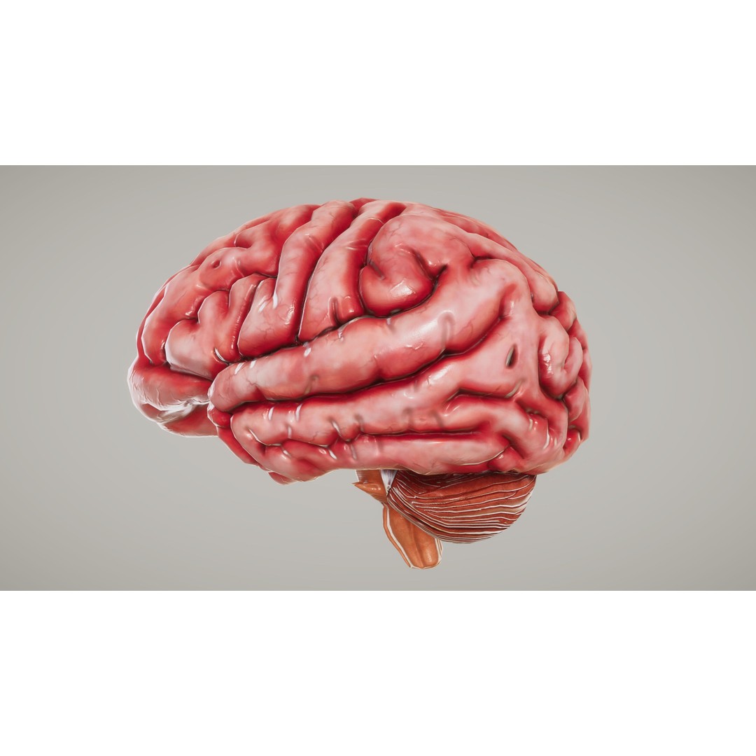 Human Organ System 3D Model – Low Poly Educational Asset, FBX - View 14