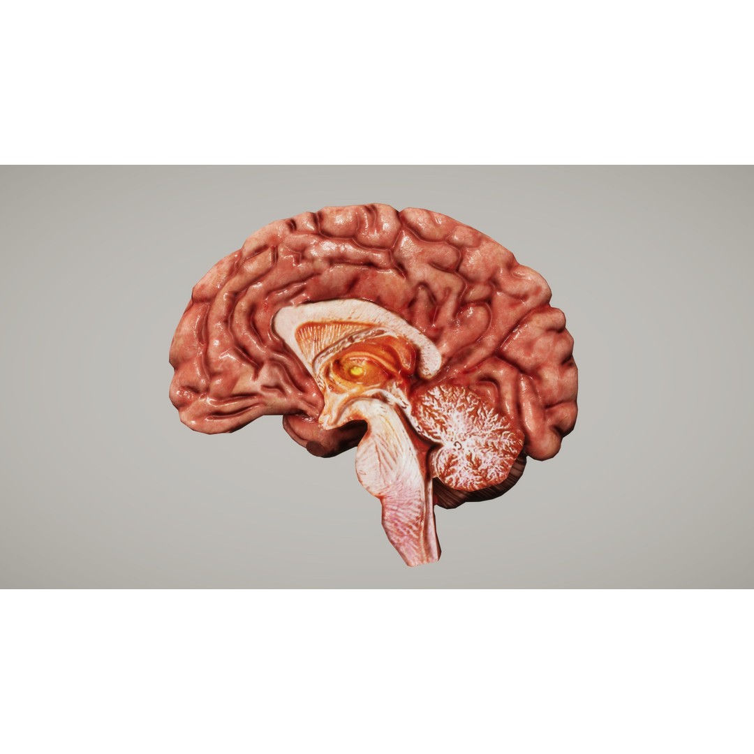 Human Organ System 3D Model – Low Poly Educational Asset, FBX - View 15