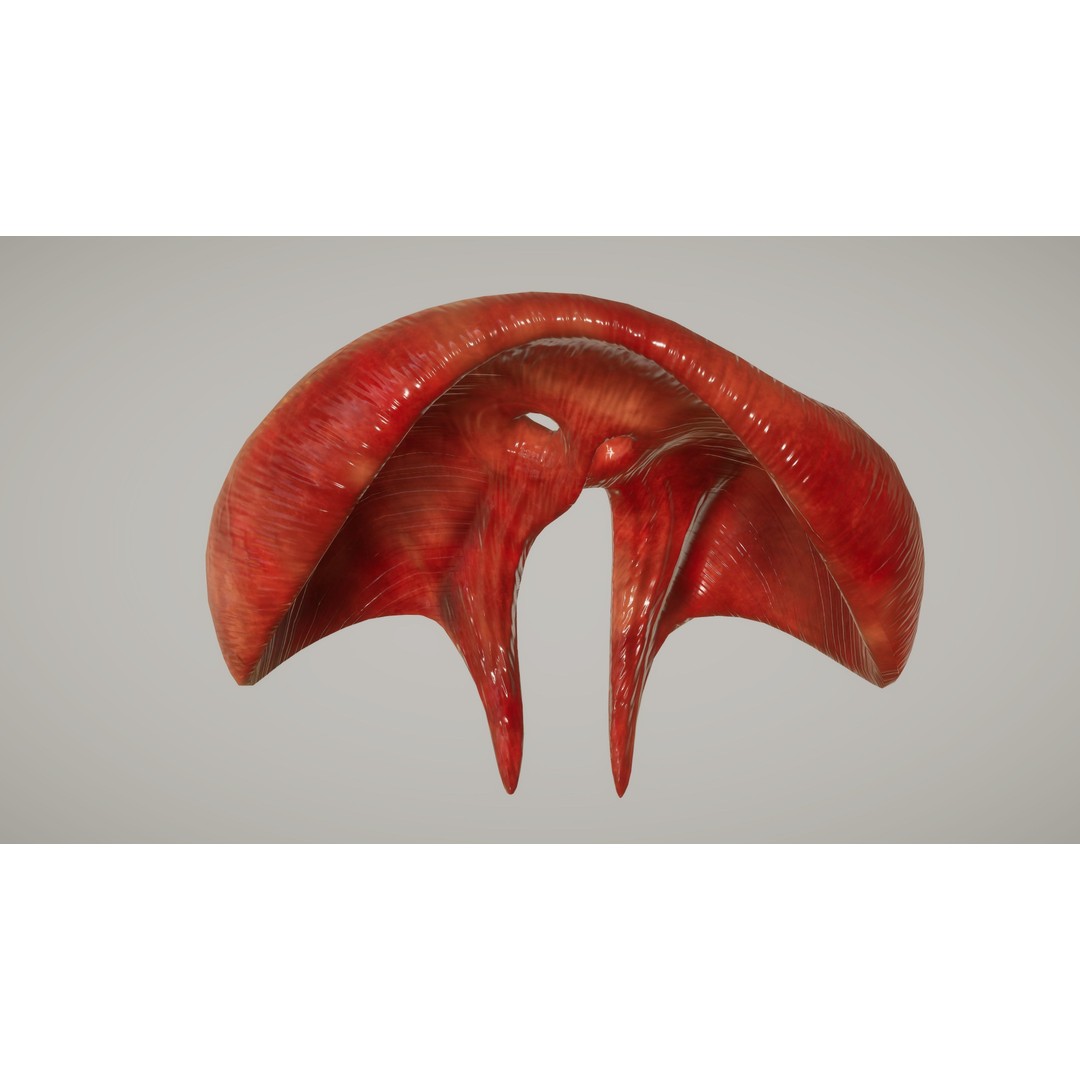 Human Organ System 3D Model – Low Poly Educational Asset, FBX - View 17