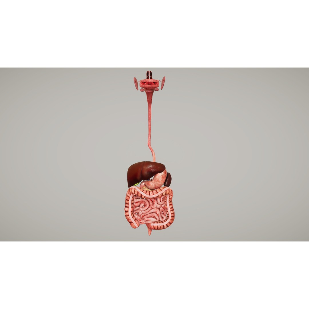 Human Organ System 3D Model – Low Poly Educational Asset, FBX - View 18