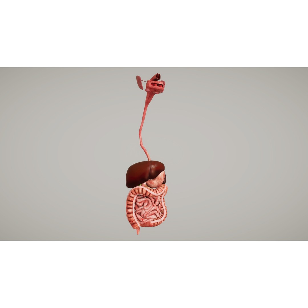 Human Organ System 3D Model – Low Poly Educational Asset, FBX - View 19