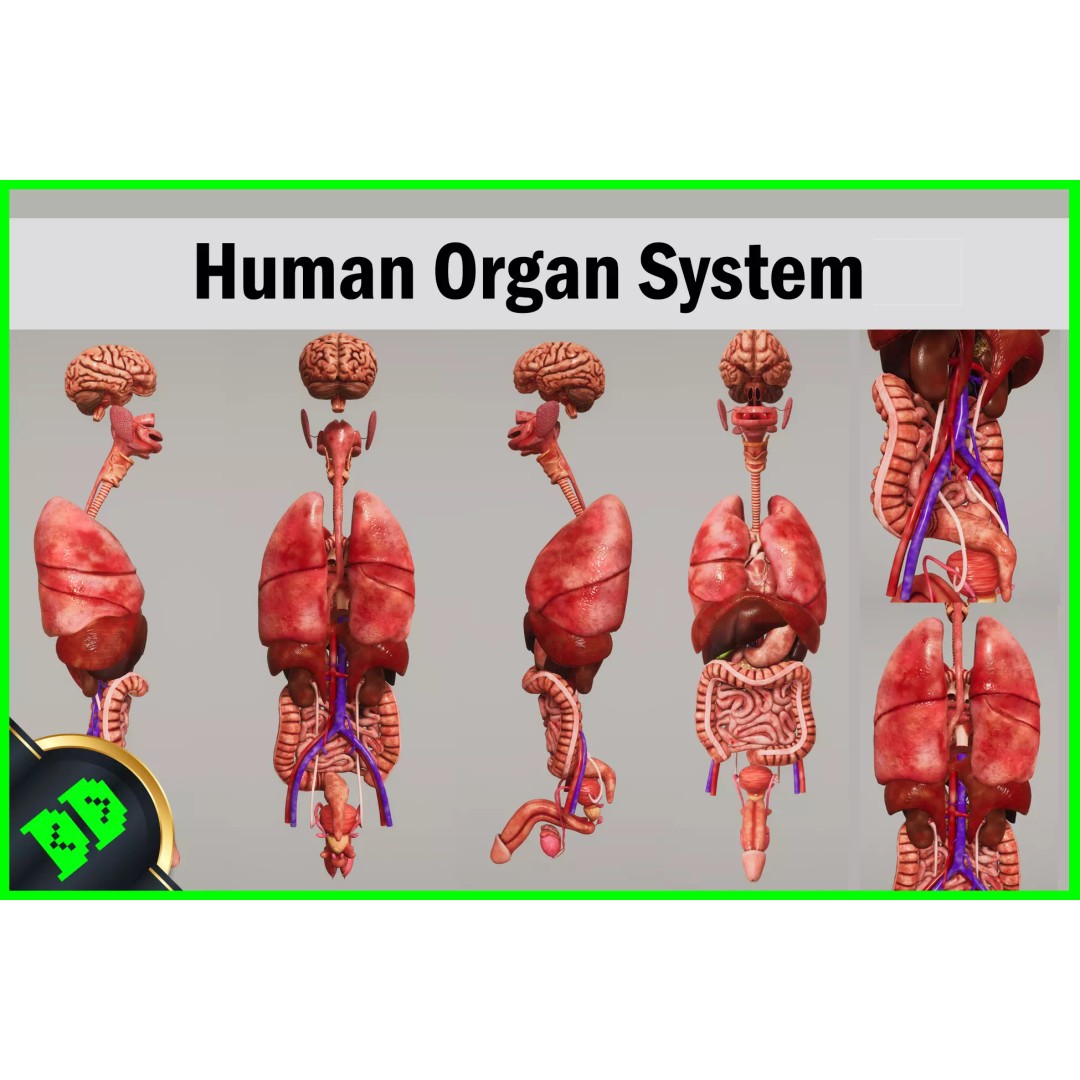 Human Organ System 3D Model – Low Poly Educational Asset, FBX - View 2