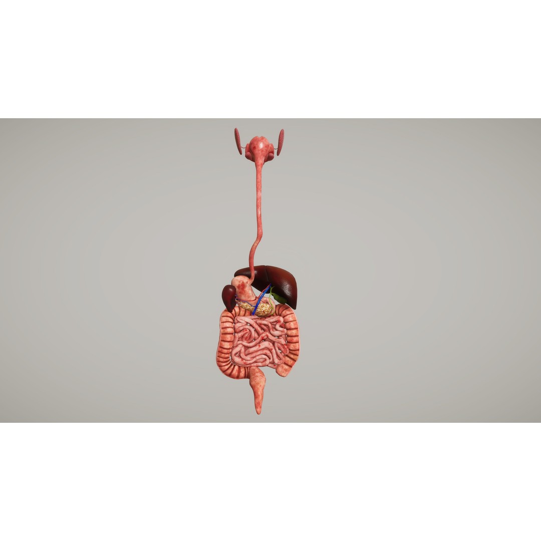 Human Organ System 3D Model – Low Poly Educational Asset, FBX - View 20