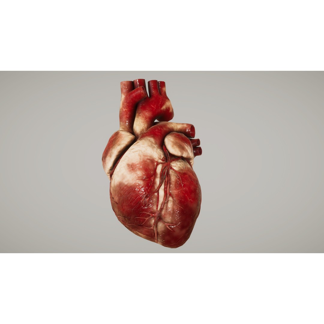 Human Organ System 3D Model – Low Poly Educational Asset, FBX - View 22