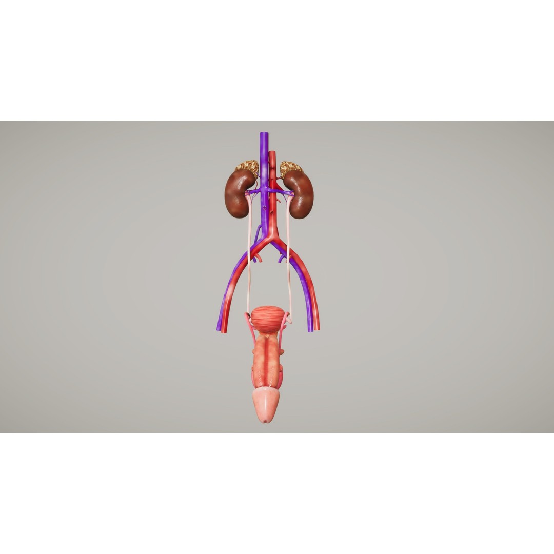 Human Organ System 3D Model – Low Poly Educational Asset, FBX - View 24