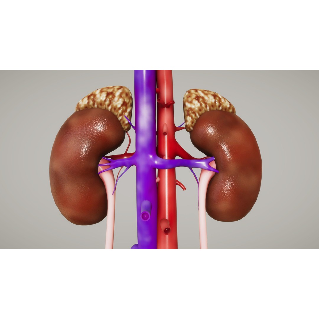 Human Organ System 3D Model – Low Poly Educational Asset, FBX - View 25