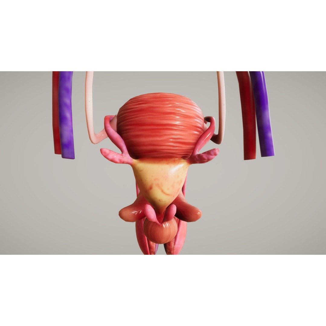 Human Organ System 3D Model – Low Poly Educational Asset, FBX - View 26