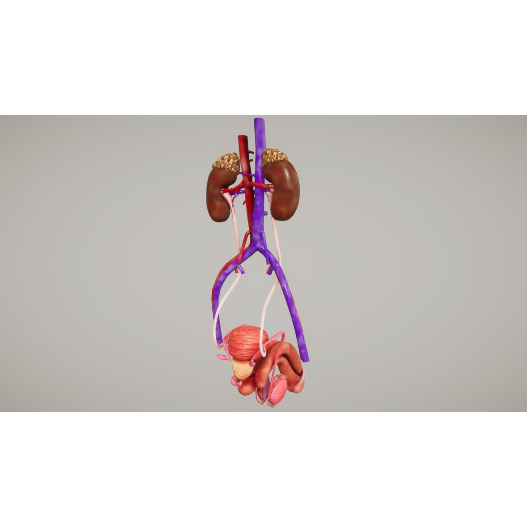 Human Organ System 3D Model – Low Poly Educational Asset, FBX - View 27