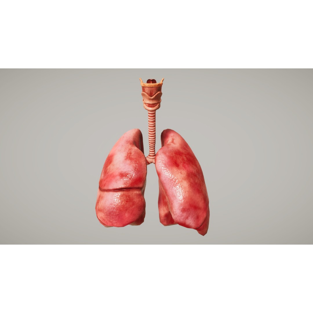 Human Organ System 3D Model – Low Poly Educational Asset, FBX - View 28
