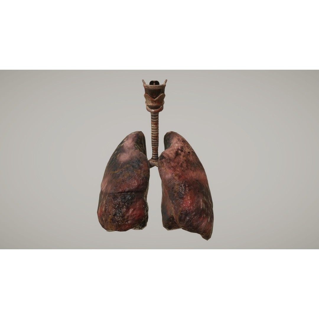 Human Organ System 3D Model – Low Poly Educational Asset, FBX - View 29