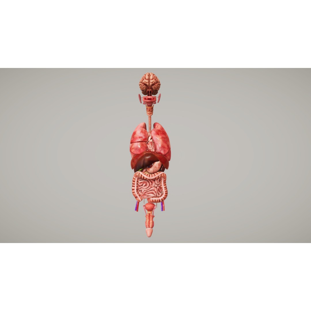 Human Organ System 3D Model – Low Poly Educational Asset, FBX - View 3