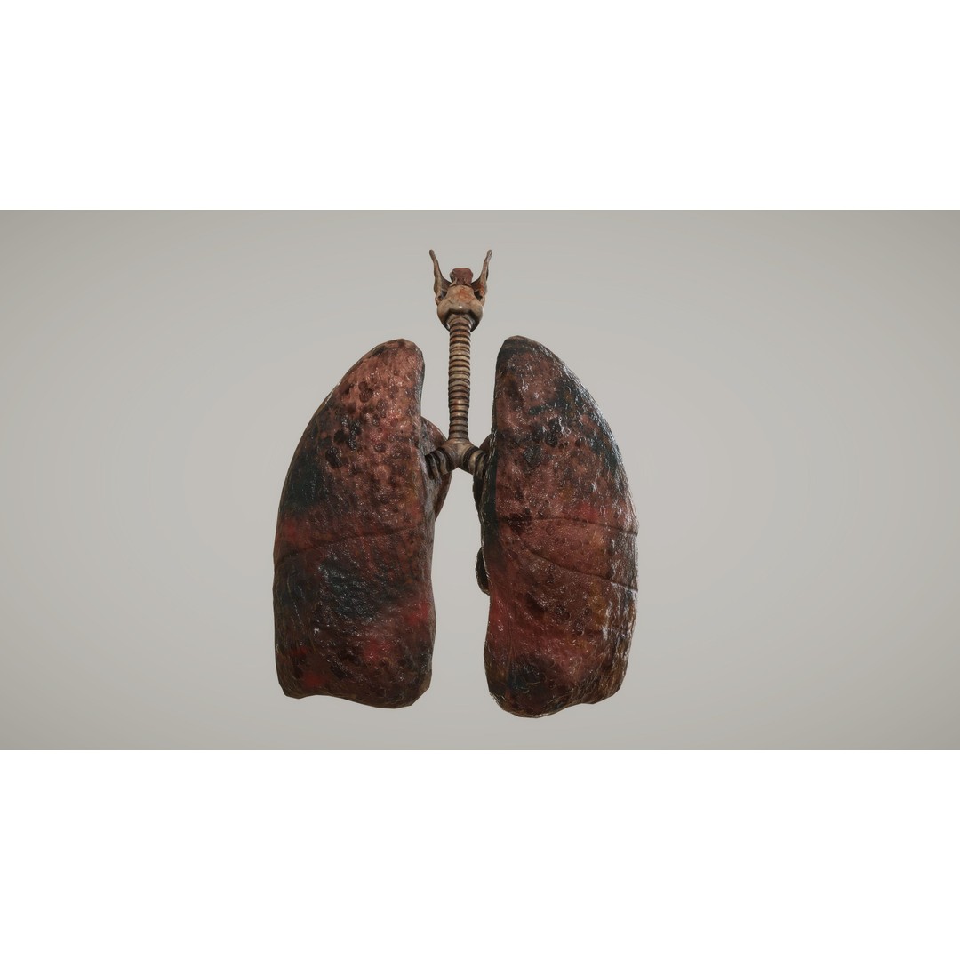 Human Organ System 3D Model – Low Poly Educational Asset, FBX - View 30