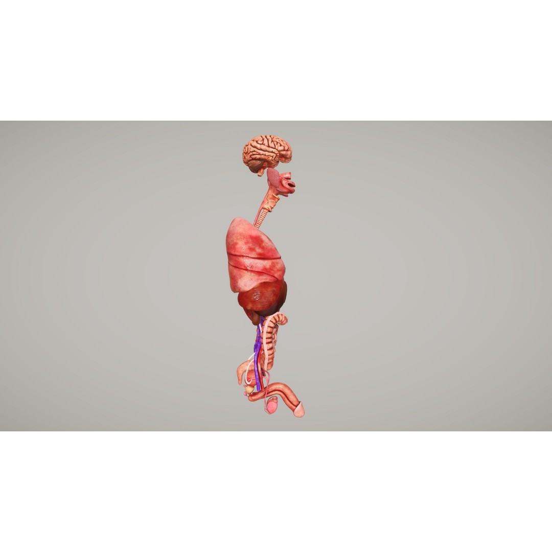 Human Organ System 3D Model – Low Poly Educational Asset, FBX - View 4
