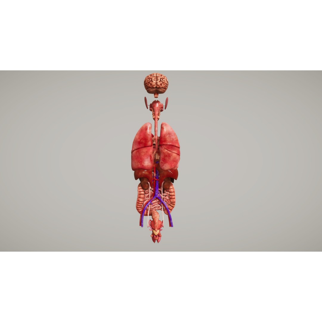 Human Organ System 3D Model – Low Poly Educational Asset, FBX - View 5