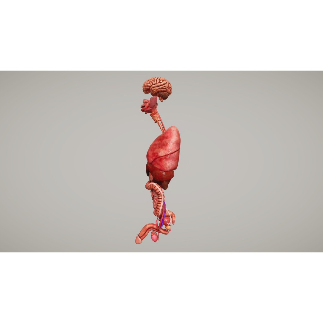 Human Organ System 3D Model – Low Poly Educational Asset, FBX - View 6