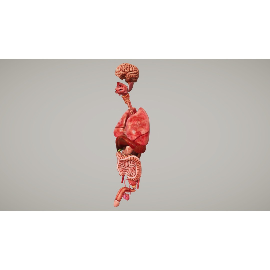 Human Organ System 3D Model – Low Poly Educational Asset, FBX - View 7