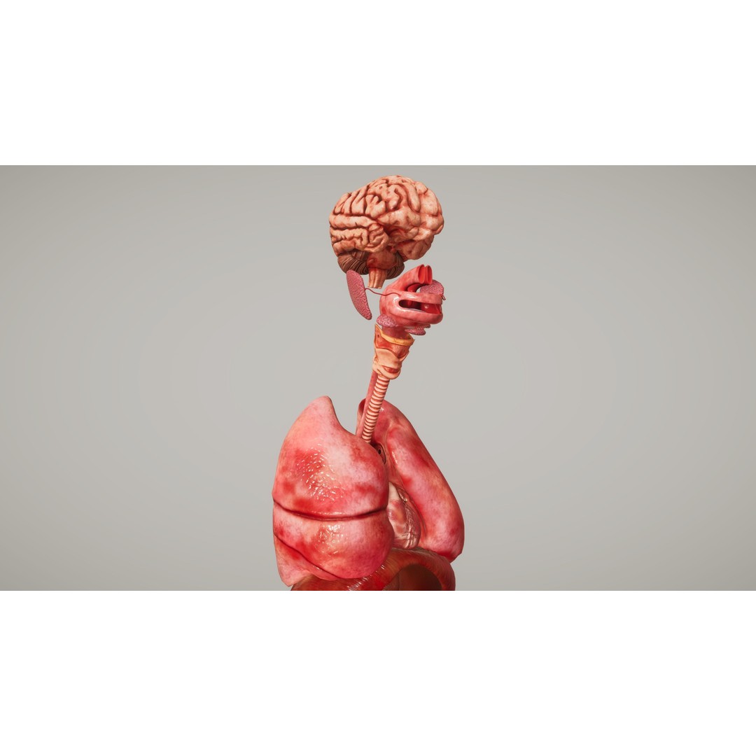 Human Organ System 3D Model – Low Poly Educational Asset, FBX - View 8