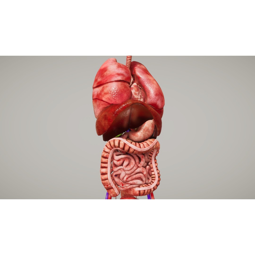 Human Organ System 3D Model – Low Poly Educational Asset, FBX - View 9