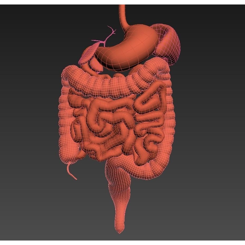 Digestive System 3D Model – Animated Low-Poly Medical Asset, FBX, OBJ
