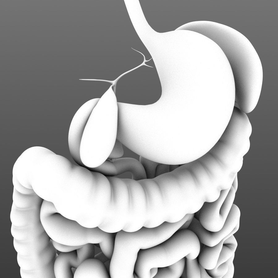 Digestive System 3D Model – Animated Low-Poly Medical Asset, FBX, OBJ - View 10