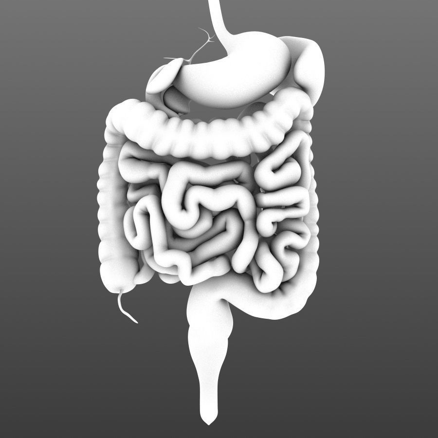 Digestive System 3D Model – Animated Low-Poly Medical Asset, FBX, OBJ - View 11