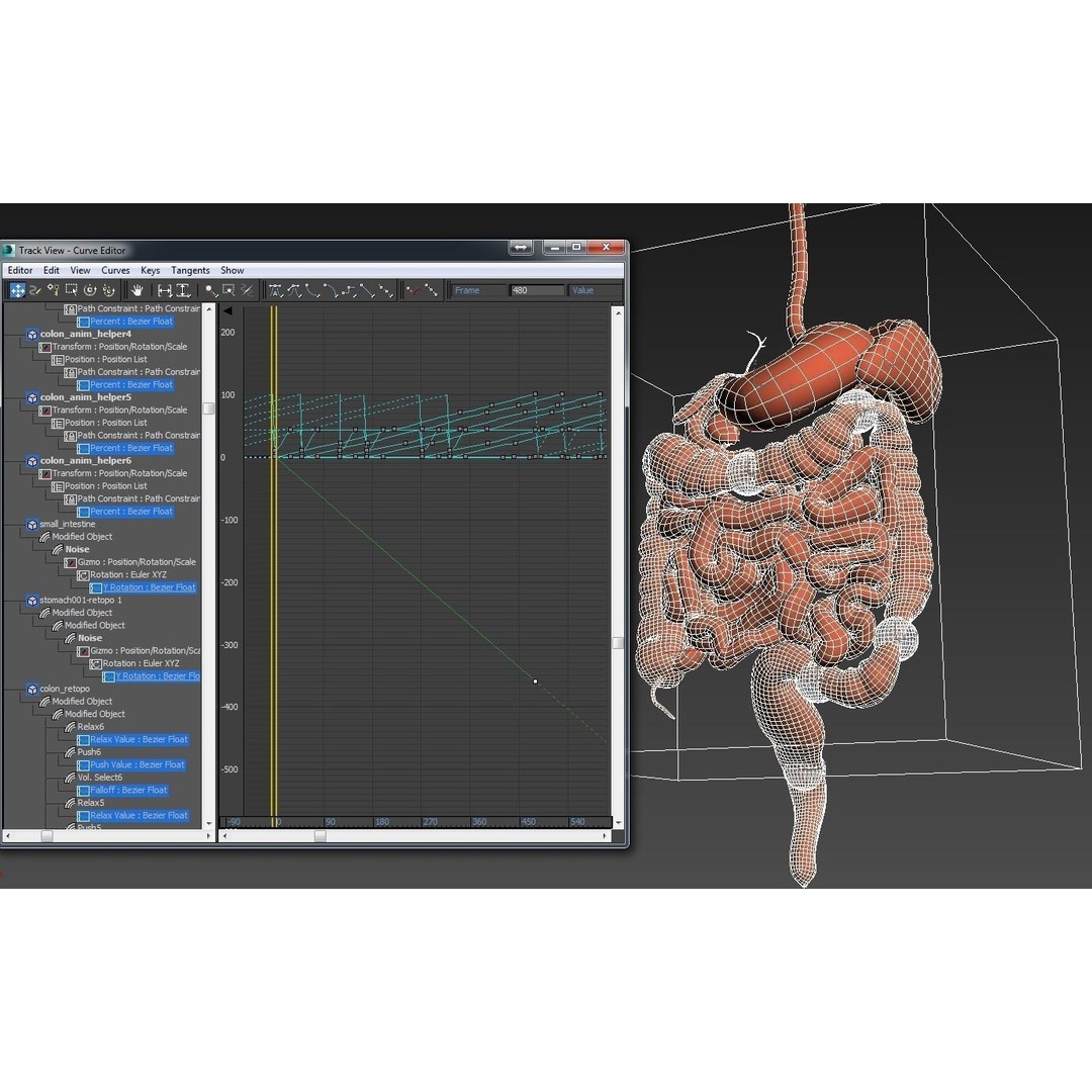Digestive System 3D Model – Animated Low-Poly Medical Asset, FBX, OBJ - View 12