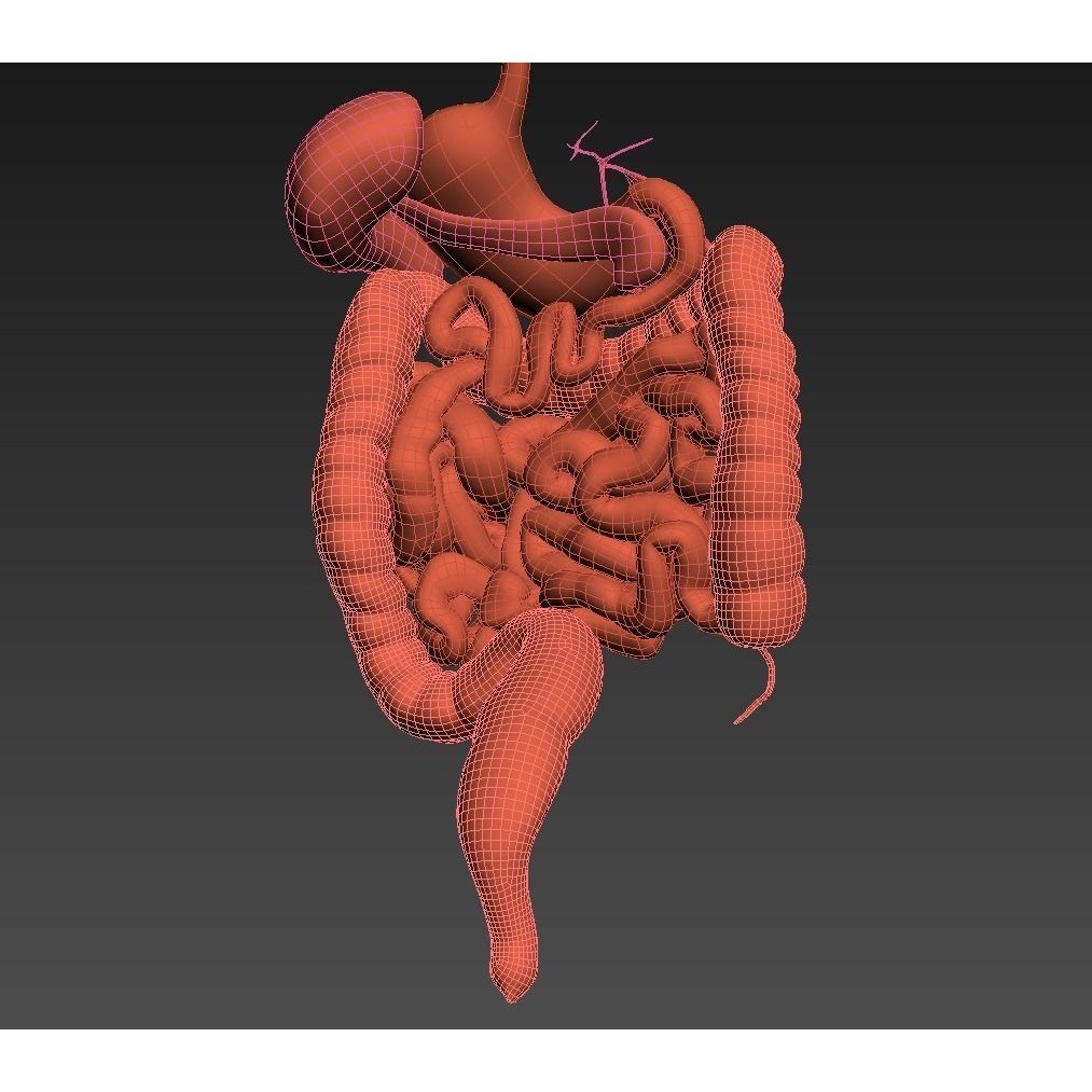 Digestive System 3D Model – Animated Low-Poly Medical Asset, FBX, OBJ - View 13