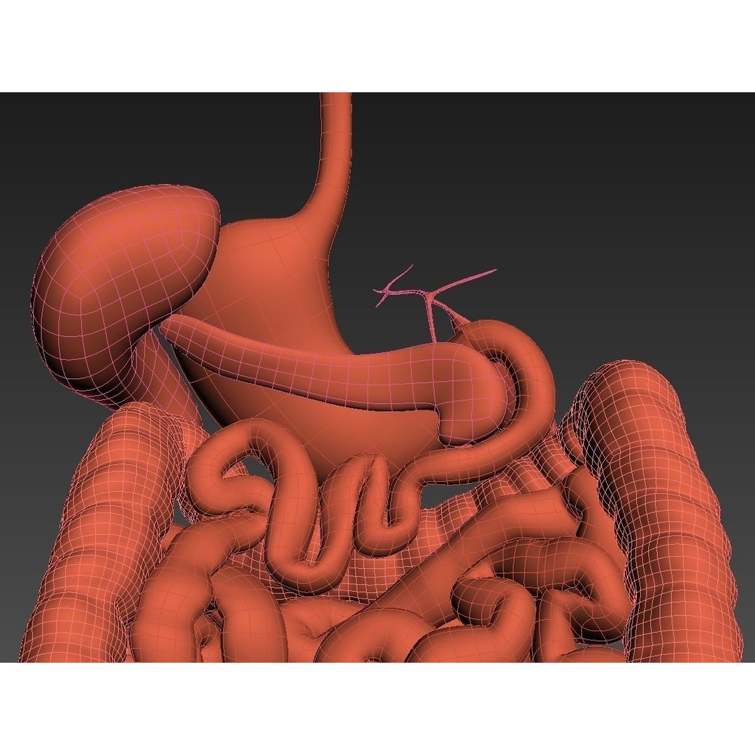 Digestive System 3D Model – Animated Low-Poly Medical Asset, FBX, OBJ - View 14