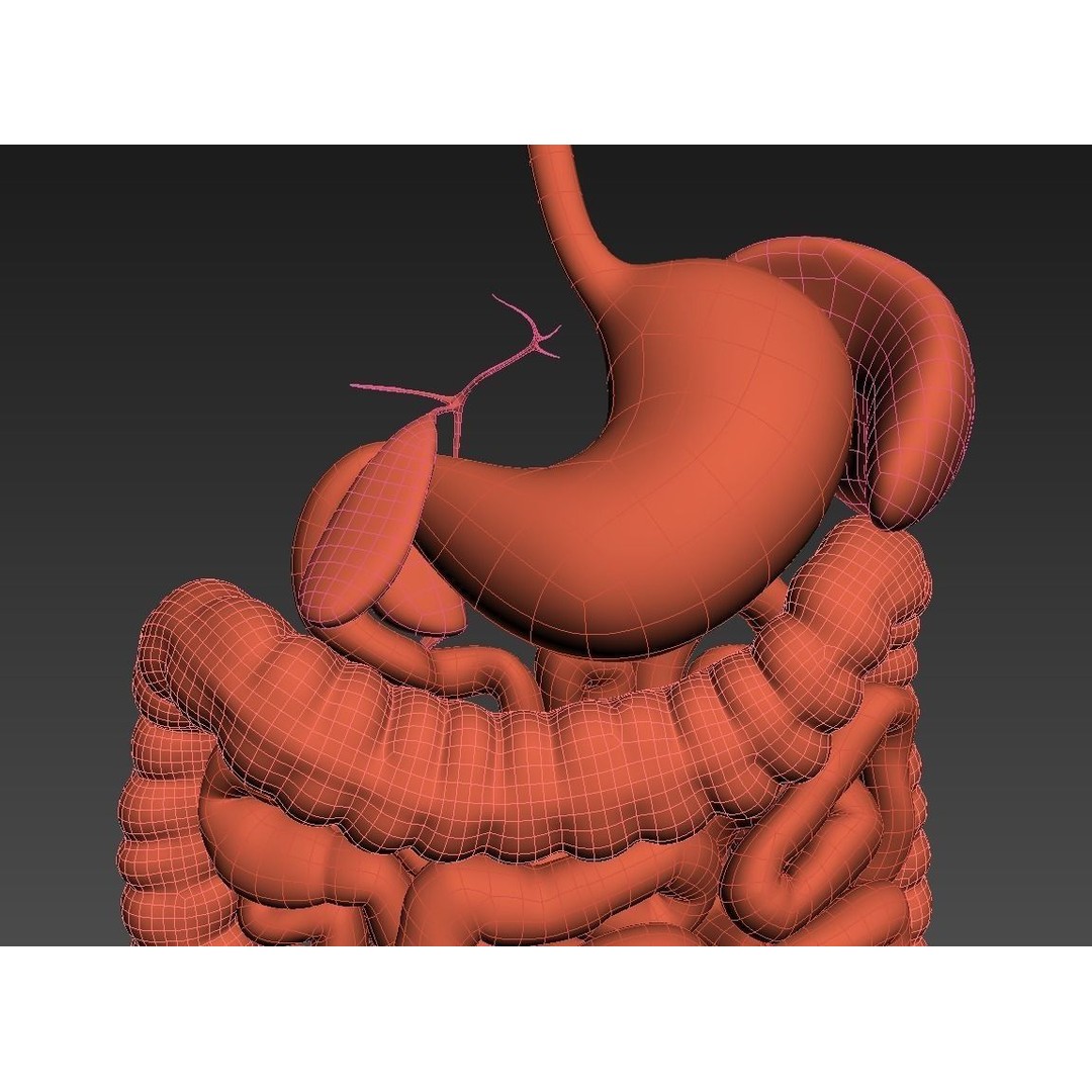 Digestive System 3D Model – Animated Low-Poly Medical Asset, FBX, OBJ - View 15