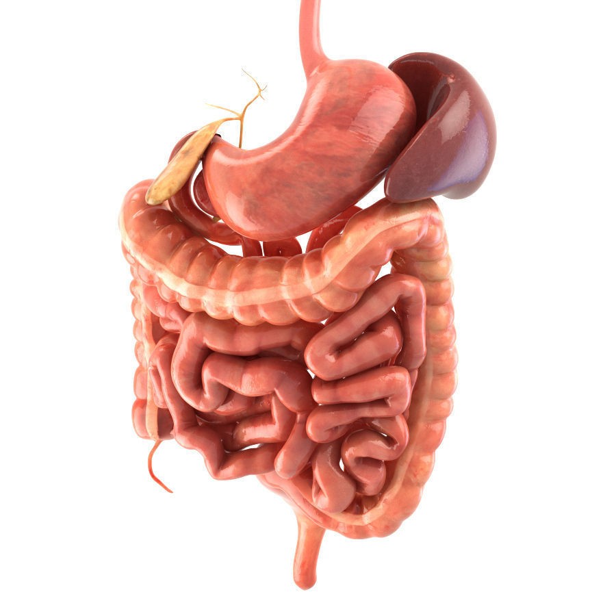 Digestive System 3D Model – Animated Low-Poly Medical Asset, FBX, OBJ - View 3