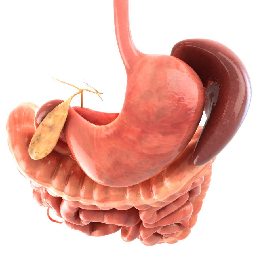 Digestive System 3D Model – Animated Low-Poly Medical Asset, FBX, OBJ - View 5