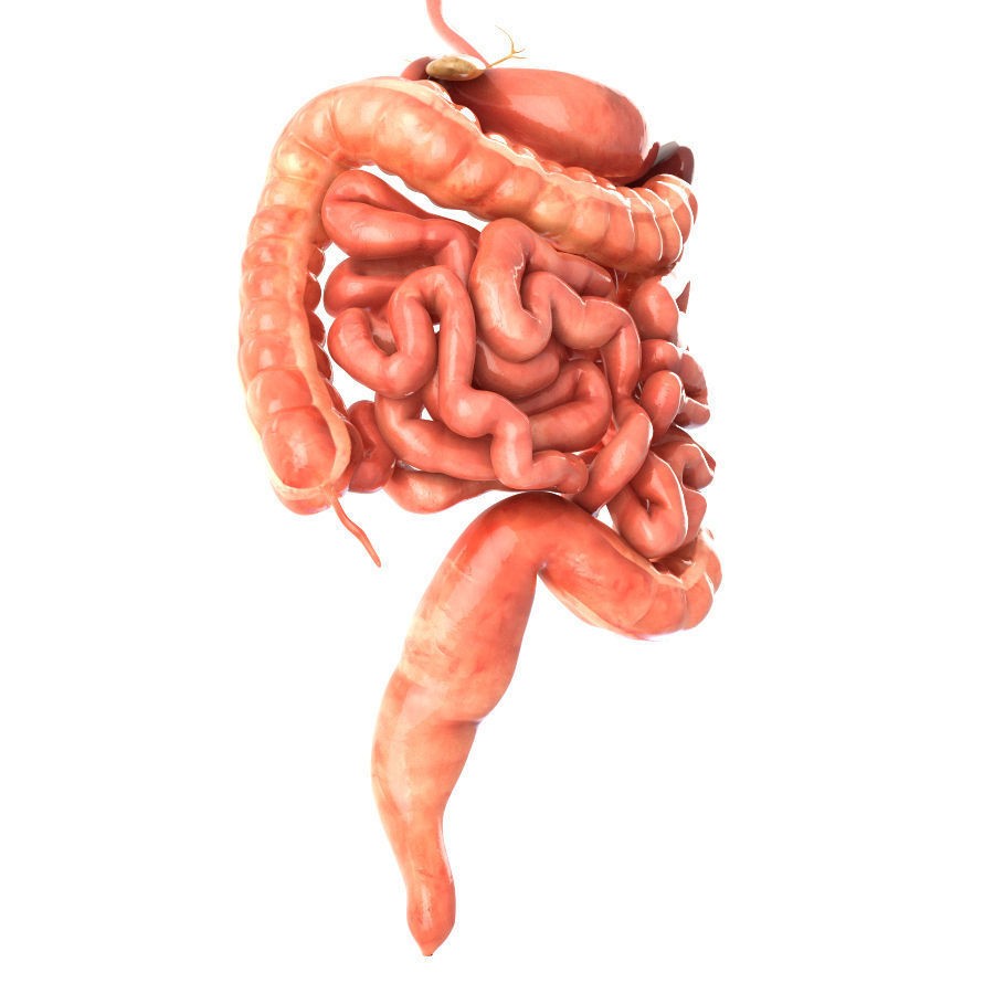 Digestive System 3D Model – Animated Low-Poly Medical Asset, FBX, OBJ - View 6