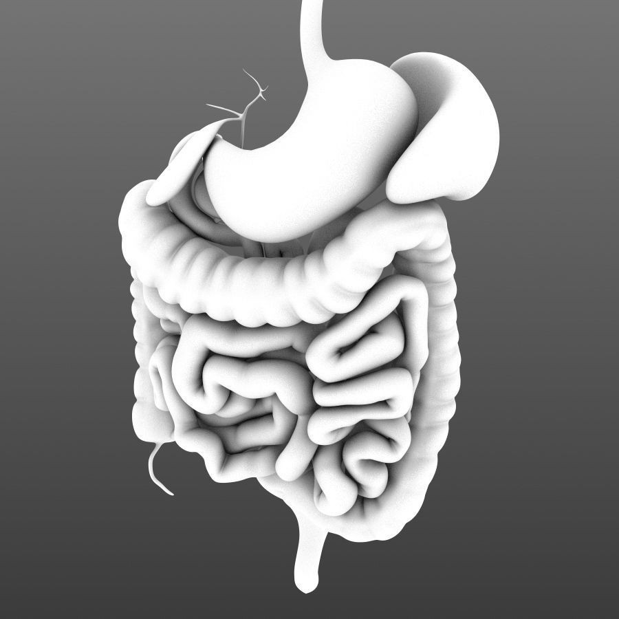 Digestive System 3D Model – Animated Low-Poly Medical Asset, FBX, OBJ - View 7