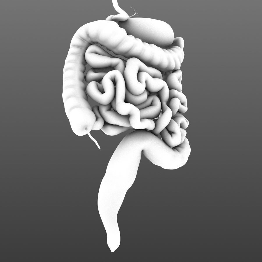 Digestive System 3D Model – Animated Low-Poly Medical Asset, FBX, OBJ - View 8
