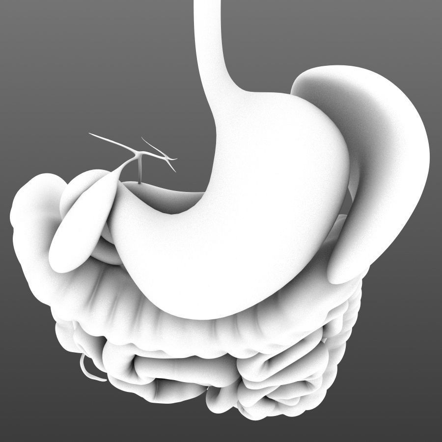 Digestive System 3D Model – Animated Low-Poly Medical Asset, FBX, OBJ - View 9