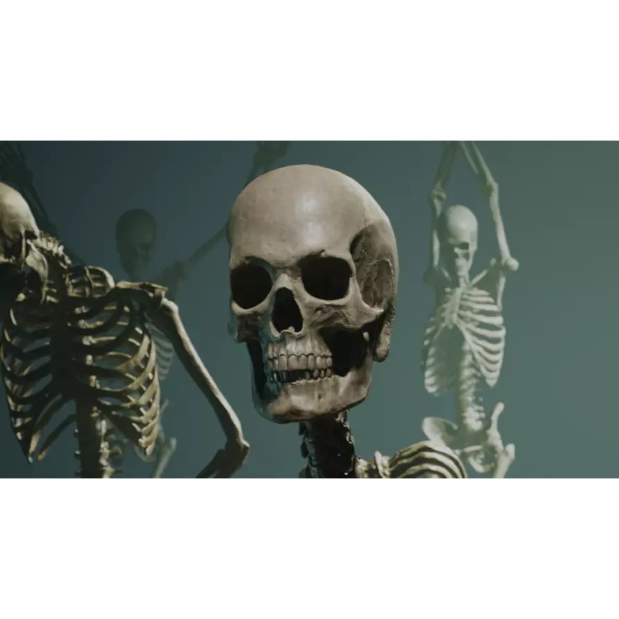 Skeleton 3D Model – Low Poly Rigged Character with PBR Textures - View 2