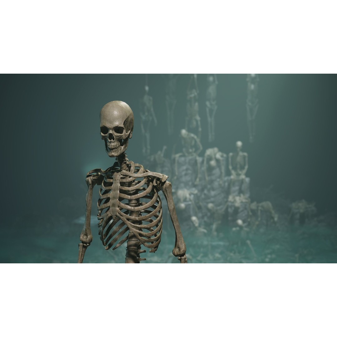 Skeleton 3D Model – Low Poly Rigged Character with PBR Textures - View 3