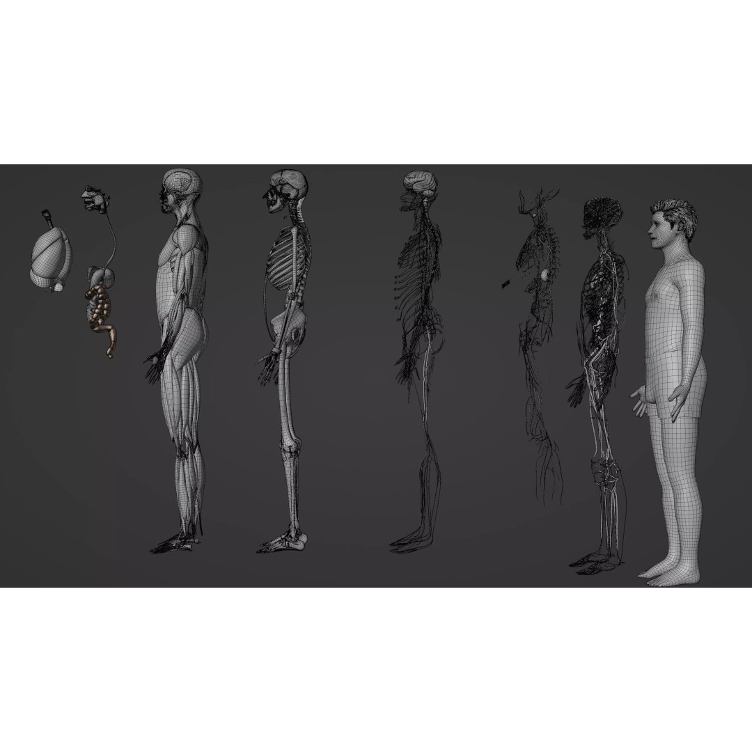Complete Male Human Anatomy 3D Model – Low Poly Medical Visualization, FBX, Blender