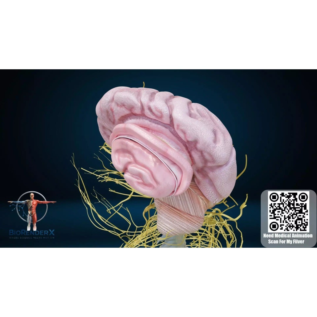 Complete Male Human Anatomy 3D Model – Low Poly Medical Visualization, FBX, Blender - View 11