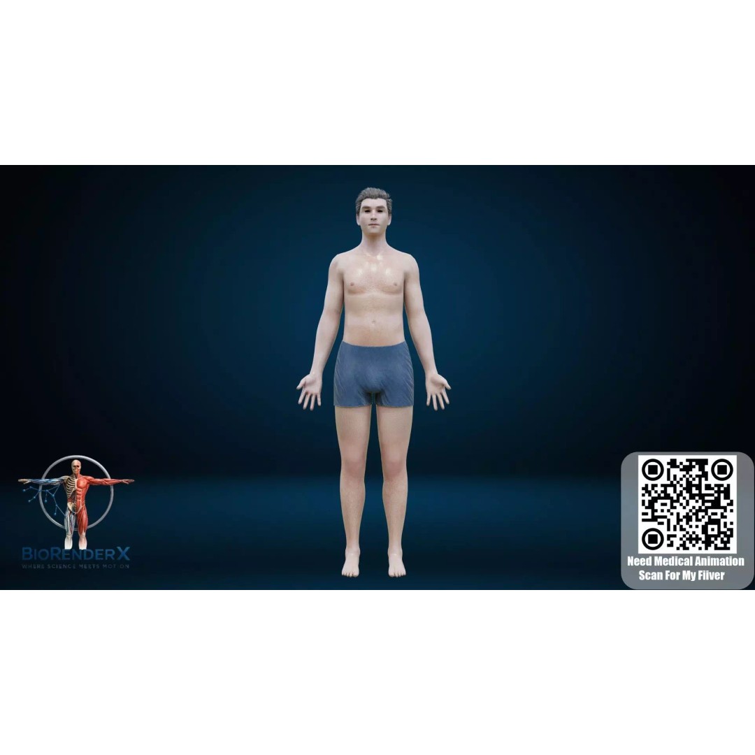 Complete Male Human Anatomy 3D Model – Low Poly Medical Visualization, FBX, Blender - View 13