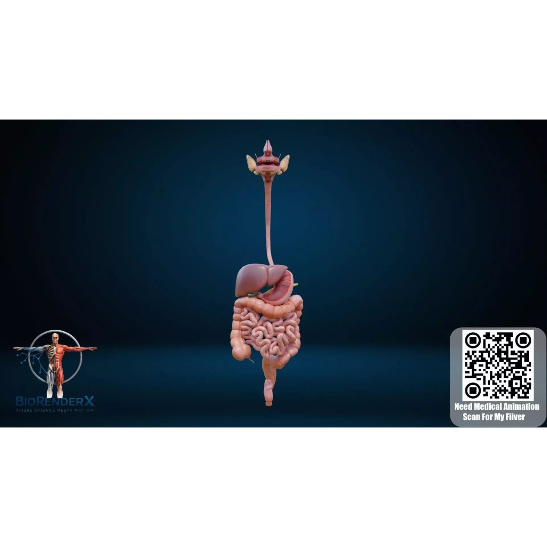 Complete Male Human Anatomy 3D Model – Low Poly Medical Visualization, FBX, Blender - View 14